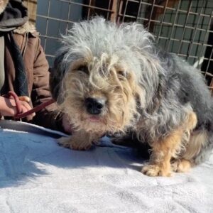 PIPPILOTTA - auf Pflegestelle in PLZ 18 *vermittelt*