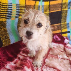 WILMA - auf Pflegestelle in PLZ 56 - vermittelt