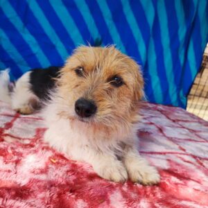 LUZI - reserviert JW - vermittelt