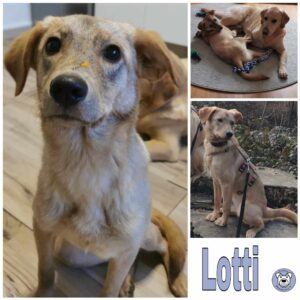 Lotti in 34474 Diemelstadt (ehm. Liu) - vermittelt