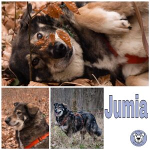 Jumia in 91781 Weißenburg in Bayern *vermittelt*