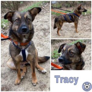 Tracy in 73240 Wendlingen am Neckar *vermittelt*