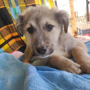 RERUN - reserviert MD - vermittelt