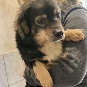 GAUCHO - reserviert PVA - vermittelt