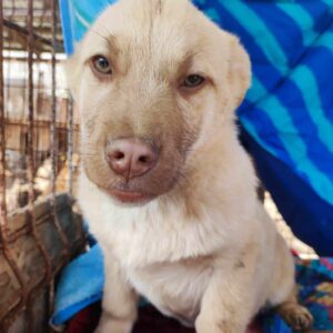 PRINZ - auf Pflegestelle in PLZ 38 *vermittelt*