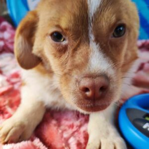 GESA - reserviert MD - vermittelt