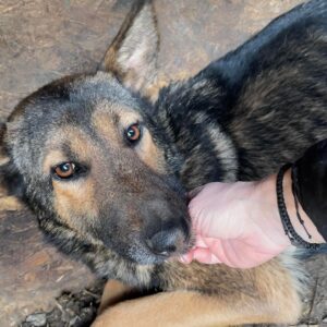 AMBER - auf PDR PS im PLZ Bezirk 90 - ausgereist