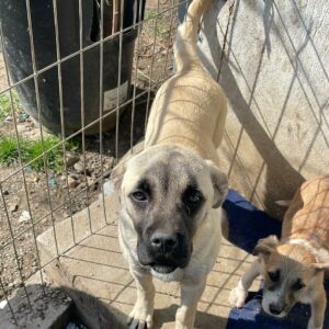 HOLLY - auf PDR PS im PLZ Bezirk 53 - vermittelt