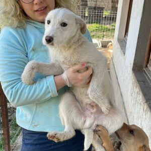 EMIL - reserviert Arche Noah / MfTL - vermittelt