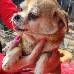 GULLA - reserviert für TSV Andernach - vermittelt