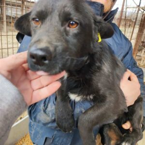 MIRO - auf Pflegestelle in PLZ 18 - vermittelt