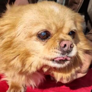 TINDRA - reserviert für TSV Andernach - vermittelt