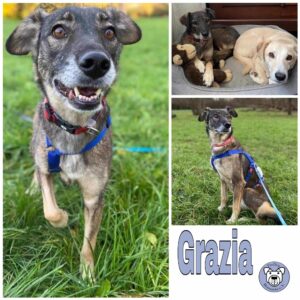 Grazia in 73230 Kirchheim unter Teck - vermittelt