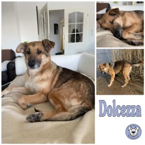 Dolcezza in 21039 Börnsen - vermittelt