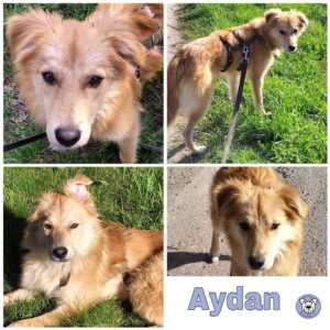 Aydan in 79664 Wehr *vermittelt*