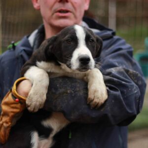 WILLY - reserviert MD - vermittelt