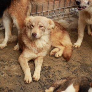 LIVA - reserviert Kinder- und Tierschutzhof Hahnenberg e.V. - vermittelt