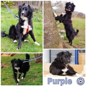 Purple in 78713 Schramberg *vermittelt*