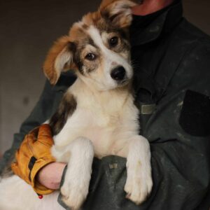 LORE - auf PDR PS im PLZ Bezirk 39 *vermittelt*