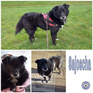 Sajoscha in 21217 Seevetal *vermittelt*