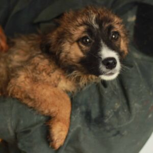 TABALUGA - auf PDR PS im PLZ Bezirk 33 *vermittelt*