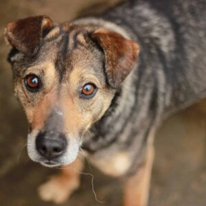 AKHIRO - auf PDR PS im PLZ Bezirk 45 *ausgereist*