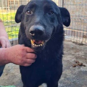 ARVID (♂) - vermittelt Manuela