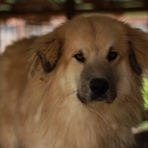 FINLAY - vermittelt Manuela