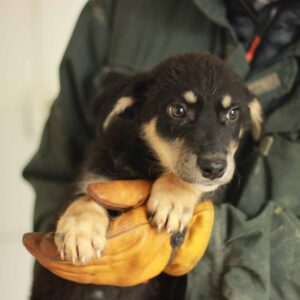 GISLI - auf PDR PS im PLZ Bezirk 56