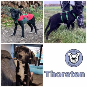 Thorsten in 40670 Meerbusch *vermittelt*