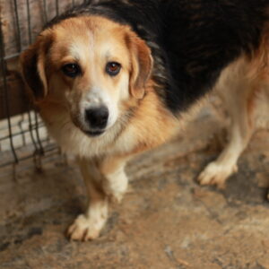 MAGNOLIA (♀) - med. Notfall