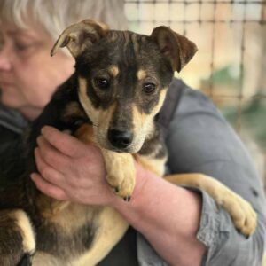 SHARI - sollte zeitnah ausreisen - reserviert Arche Noah Bidingen - vermittelt