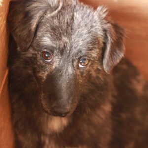 LULITA (♀) - ausgereist zu Vierbeiner in Not