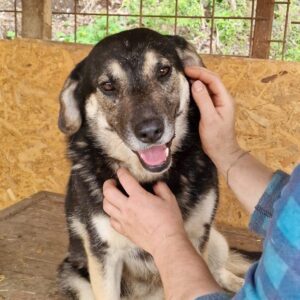 DIAN - vermittelt NadineH