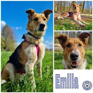 Emilia in 64846 Groß-Zimmern - vermittelt