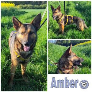 Amber in 90768 Fürth *vermittelt*