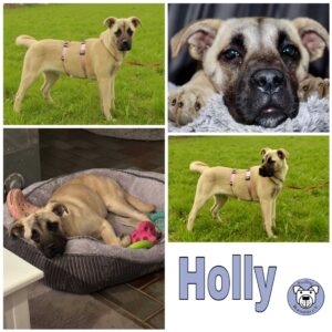 Holly in 53937 Schleiden - vermittelt