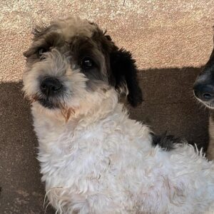 IGGY - vermittelt NH