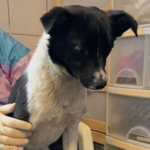 MANDOLINA - RBB 05/23