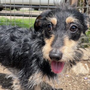 SCOTCH - ausgereist zum TH Filderstadt