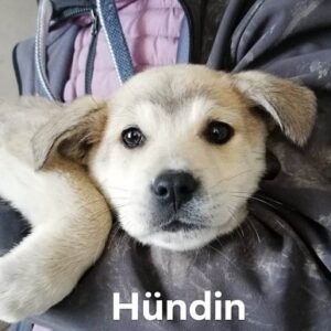 CHITA - auf PDR PS im PLZ Bezirk 34 - vermittelt