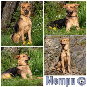 Mempu in 56295 Lonnig - vermittelt