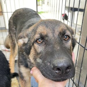 ARGOS - ausgereist zum Kinder- und Tierschutzhof Hahnenberg