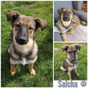 SALCHA in 17375 Meiersberg - vermittelt