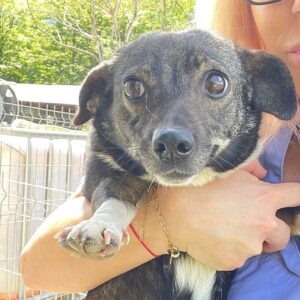 EMILY - sollte zeitnah reisen - ausgereist zum TH Ahrweiler