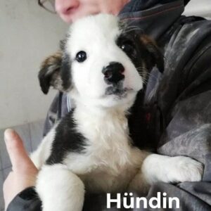 RANYA - auf PDR PS im PLZ Bezirk 17 - vermittelt