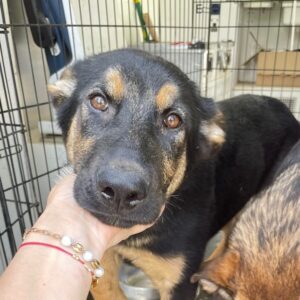 LENNJA - ausgereist zum Kinder- und Tierschutzhof Hahnenberg