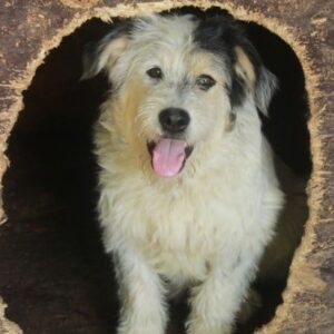 CLOONEY - auf PDR PS im PLZ Bezirk 21 - vermittelt