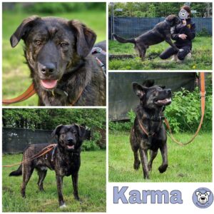 Karma in 34474 Diemelstadt - vermittelt