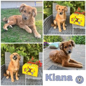 Kiana in 39418 Staßfurt - vermittelt